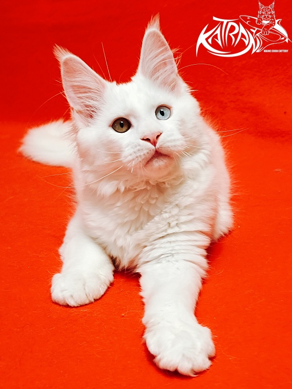 Katran Irbis - Кошеня мейн-кун 3 місяця