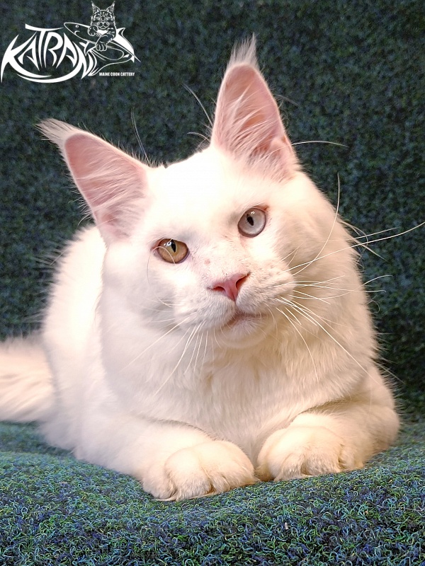 Katran Irbis - Юніор мейн-кун 8 місяців