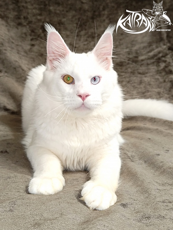 Katran Irbis - Юніор мейн-кун 9 місяців