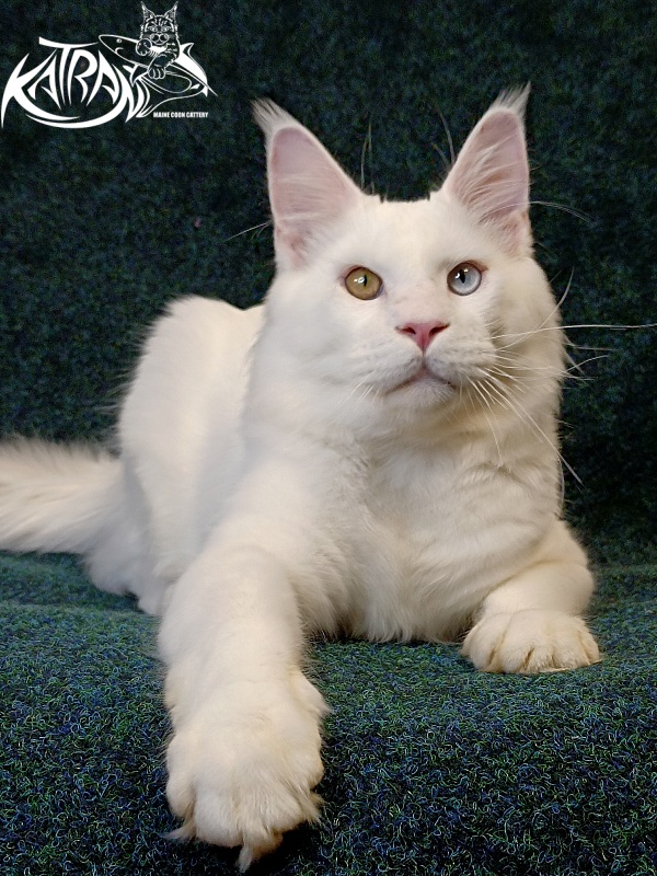 Katran Irbis - Юніор мейн-кун 8 місяців