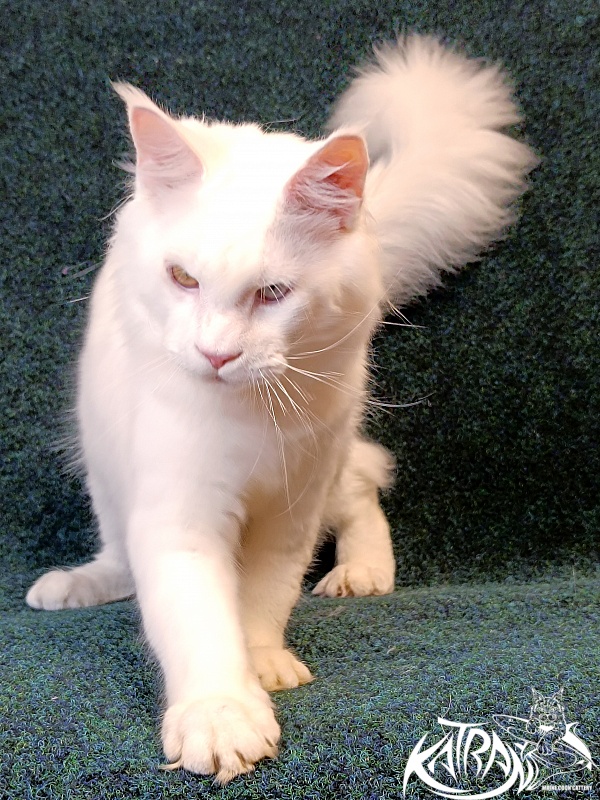 Katran Irbis - Юніор мейн-кун 8 місяців