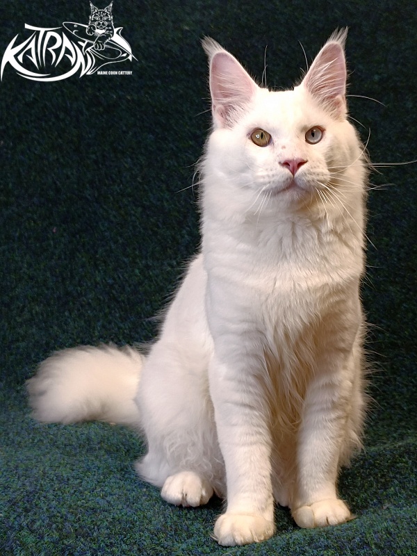 Katran Irbis - Юніор мейн-кун 8 місяців