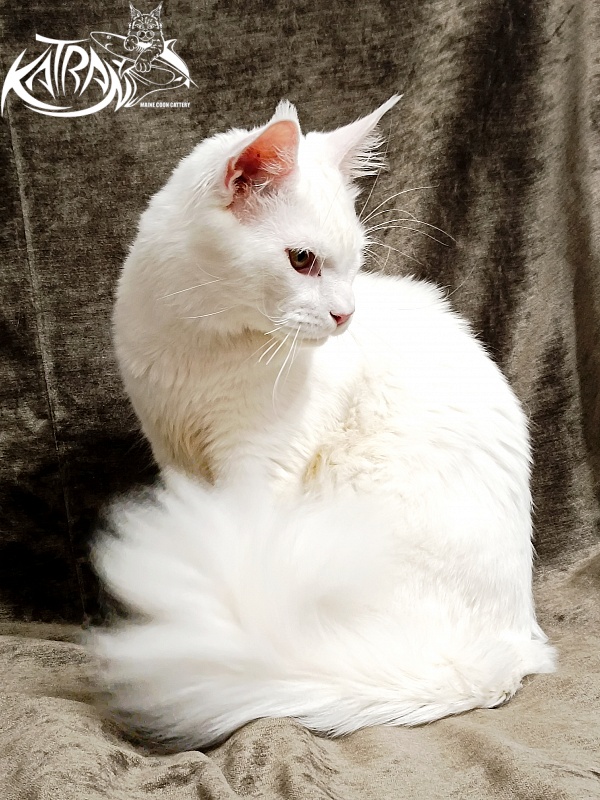 Katran Irbis - Юніор мейн-кун 9 місяців