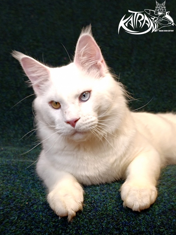 Katran Irbis - Юніор мейн-кун 8 місяців