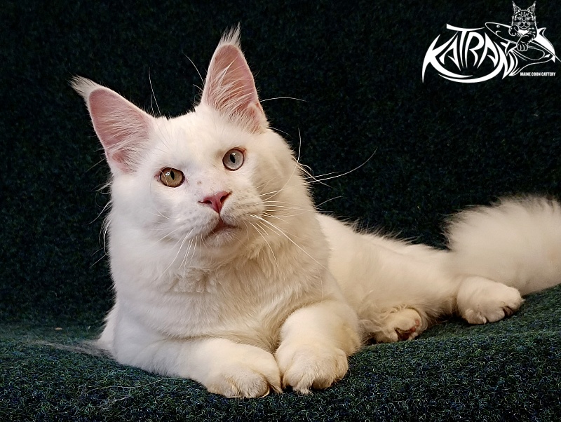 Katran Irbis - Юніор мейн-кун 8 місяців