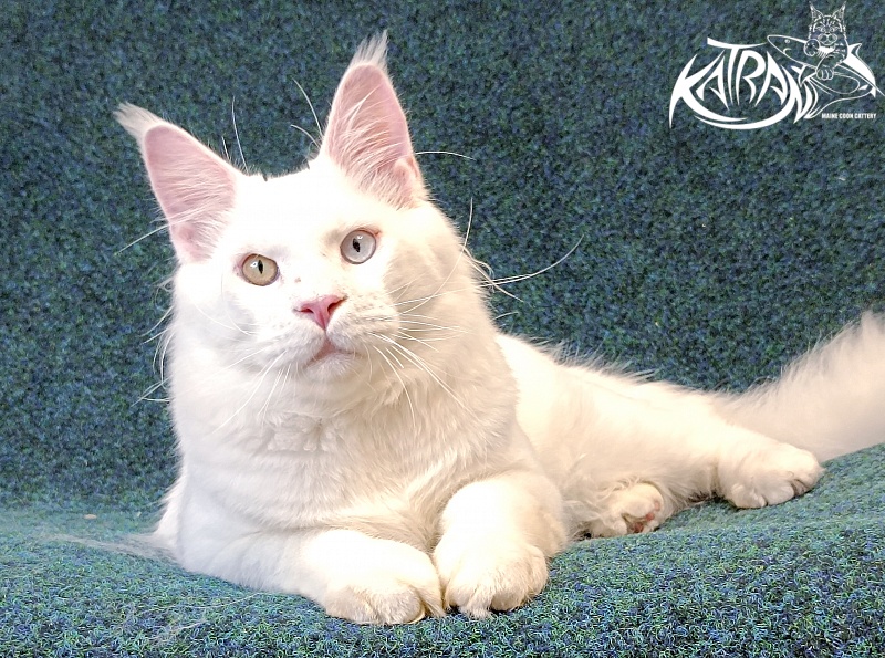 Katran Irbis - Юніор мейн-кун 8 місяців