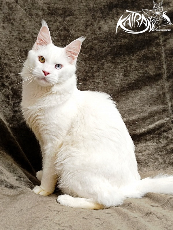 Katran Irbis - Юніор мейн-кун 9 місяців