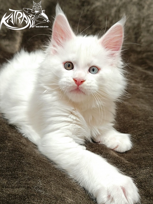 Katran Irbis - Кошеня мейн-кун 2 місяця