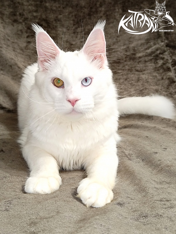 Katran Irbis - Юніор мейн-кун 9 місяців