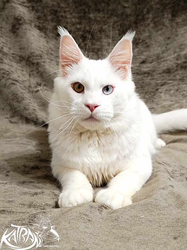 Katran Irbis - Юніор мейн-кун 9 місяців