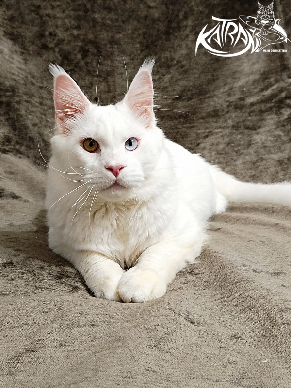 Katran Irbis - Юніор мейн-кун 9 місяців