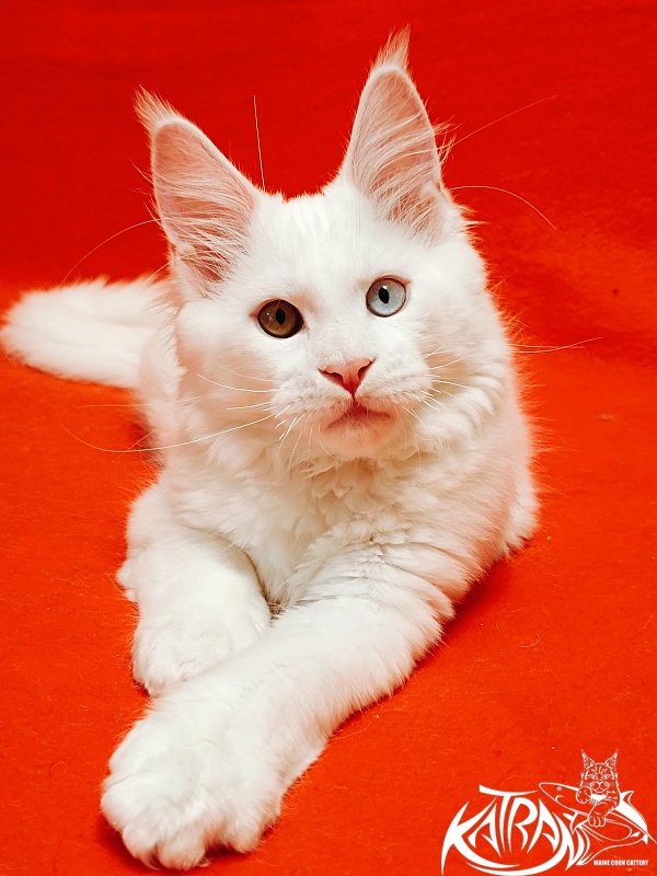 Katran Irbis - Кошеня мейн-кун 3 місяця