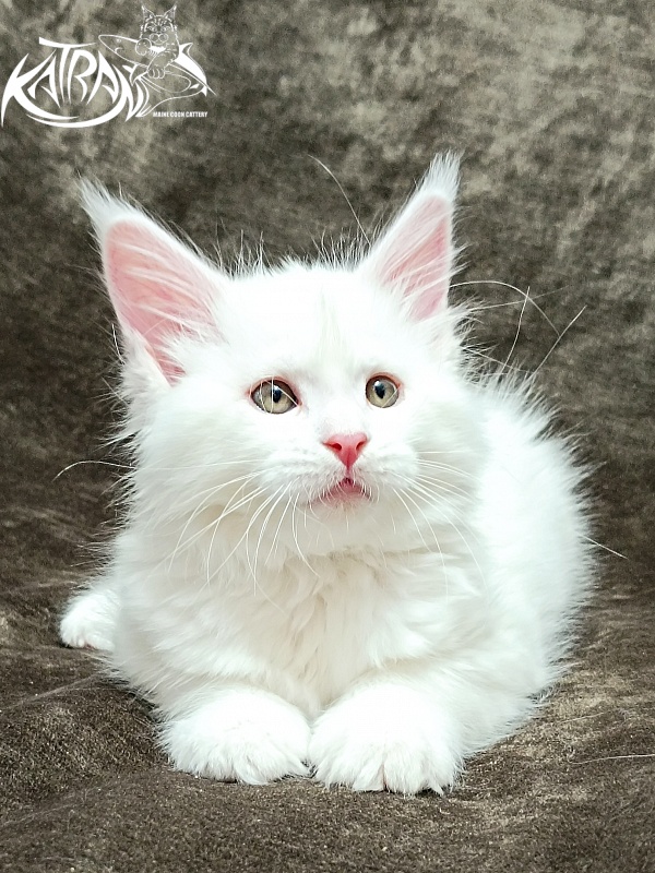 Katran Ivetta - Кошеня мейн-кун 2 місяця