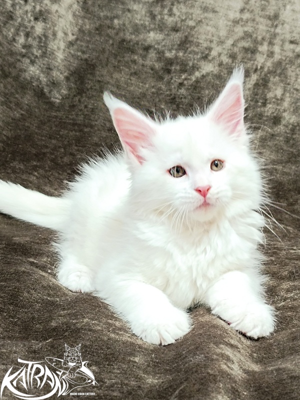 Katran Ivetta - Кошеня мейн-кун 2 місяця