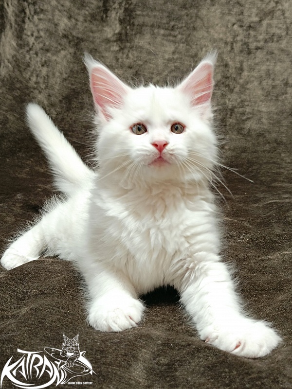 Katran Ivetta - Кошеня мейн-кун 2 місяця