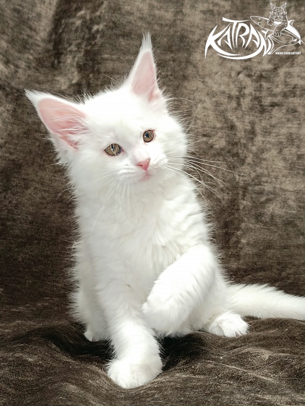 Katran Ivetta - Кошеня мейн-кун 2 місяця