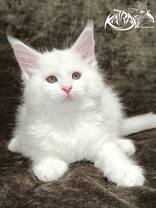 Katran Ivetta - Кошеня мейн-кун 2 місяця