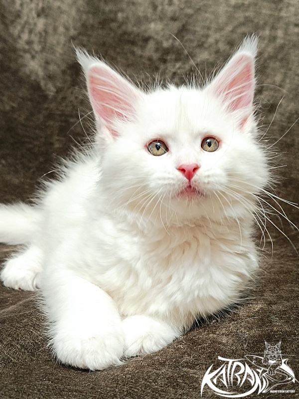 Katran Ivetta - Кошеня мейн-кун 2 місяця