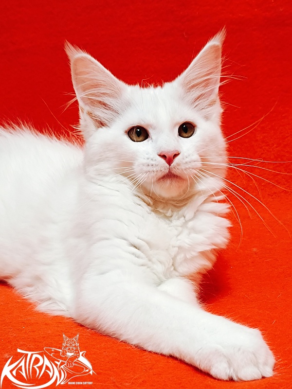 Katran Ivetta - Кошеня мейн-кун 3 місяця