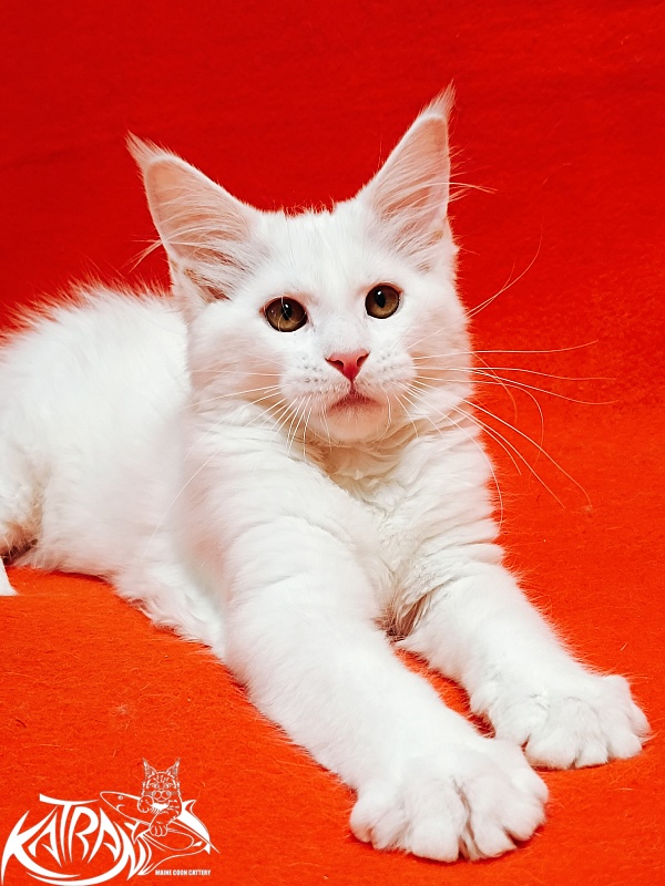 Katran Ivetta - Кошеня мейн-кун 3 місяця