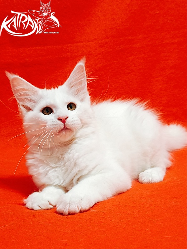 Katran Ivetta - Кошеня мейн-кун 3 місяця