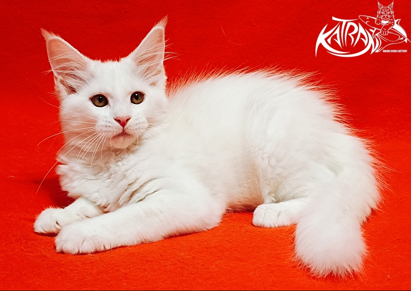 Katran Ivetta - Кошеня мейн-кун 3 місяця