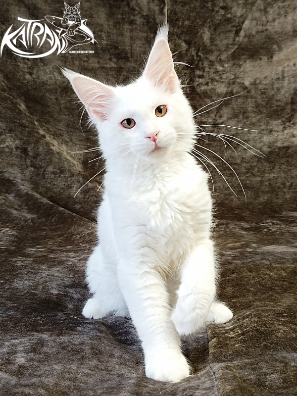 Katran Ivetta - Кошеня мейн-кун 4 місяця