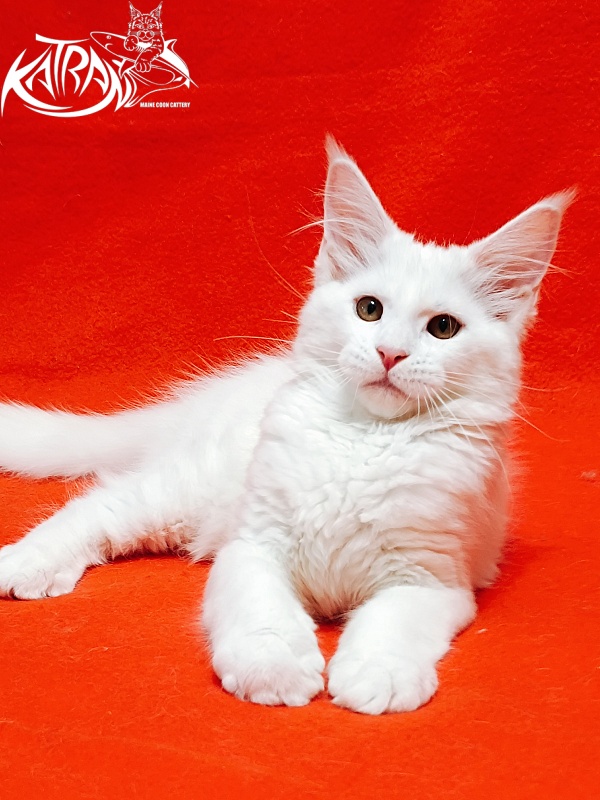 Katran Ivetta - Кошеня мейн-кун 3 місяця