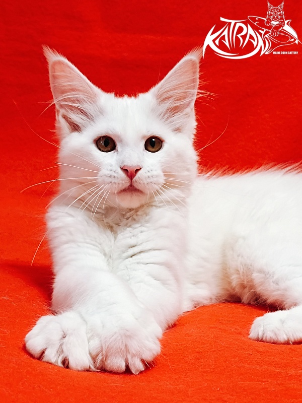 Katran Ivetta - Кошеня мейн-кун 3 місяця