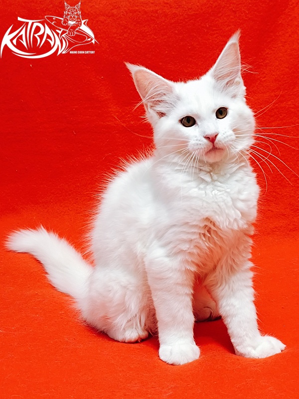 Katran Ivetta - Кошеня мейн-кун 3 місяця