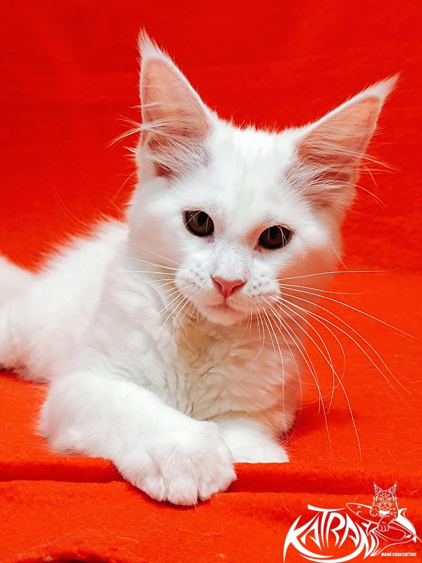 Katran Ivetta - Кошеня мейн-кун 3 місяця