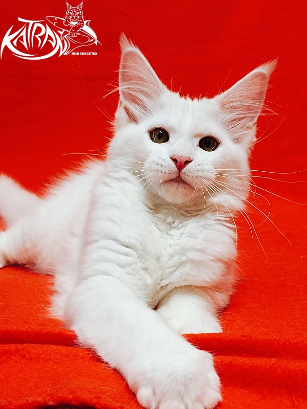 Katran Ivetta - Кошеня мейн-кун 3 місяця