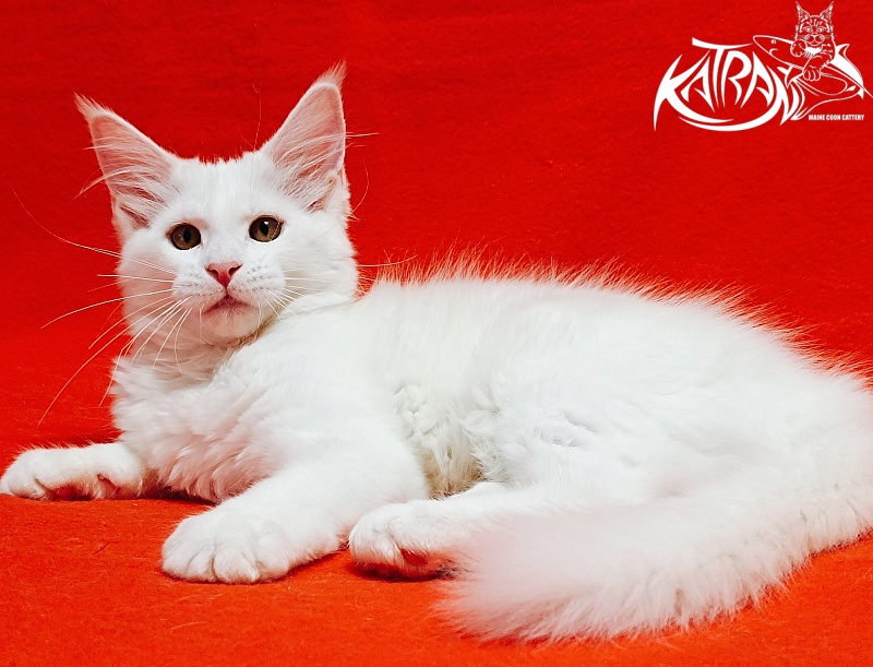 Katran Ivetta - Кошеня мейн-кун 3 місяця