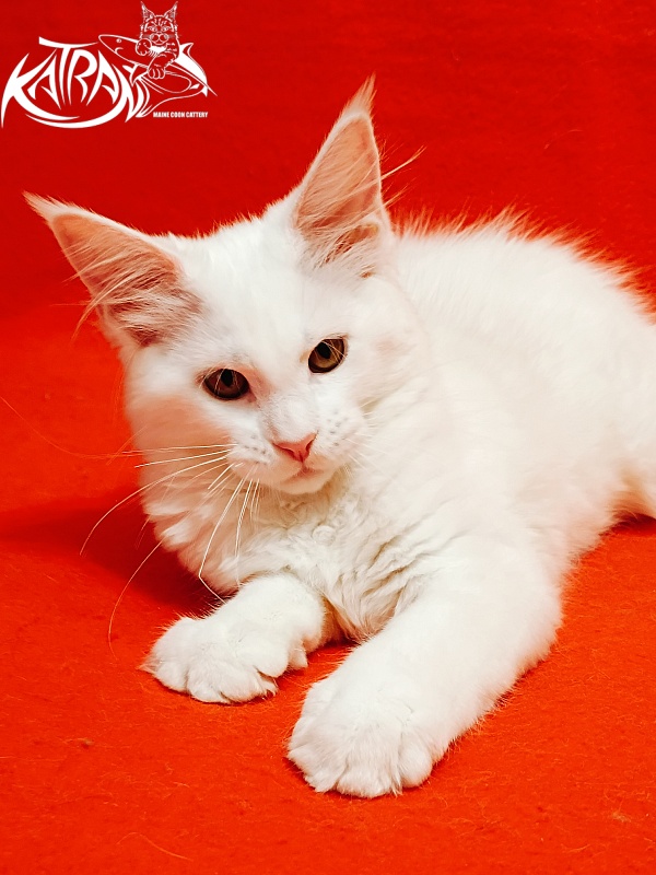 Katran Ivetta - Кошеня мейн-кун 3 місяця