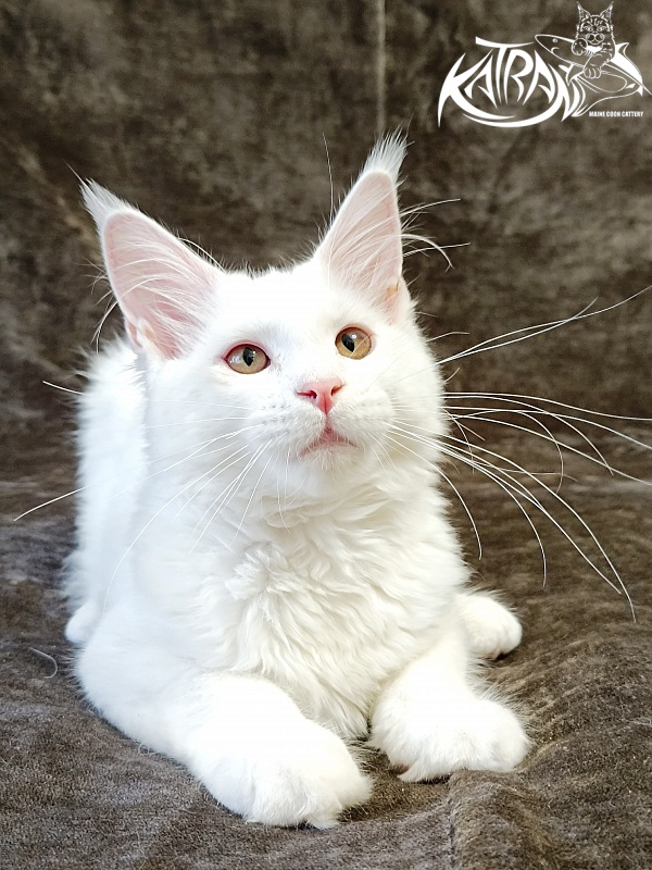 Katran Ivetta - Кошеня мейн-кун 4 місяця