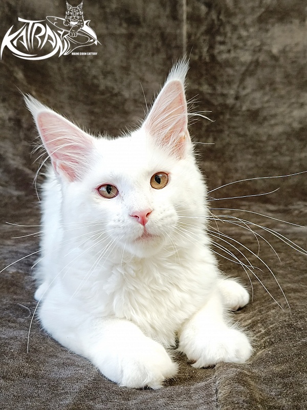 Katran Ivetta - Кошеня мейн-кун 4 місяця
