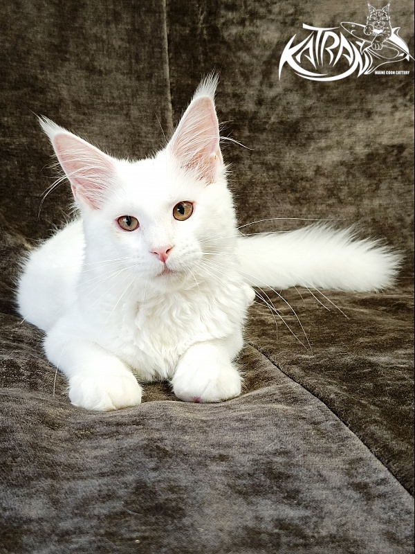 Katran Ivetta - Кошеня мейн-кун 4 місяця