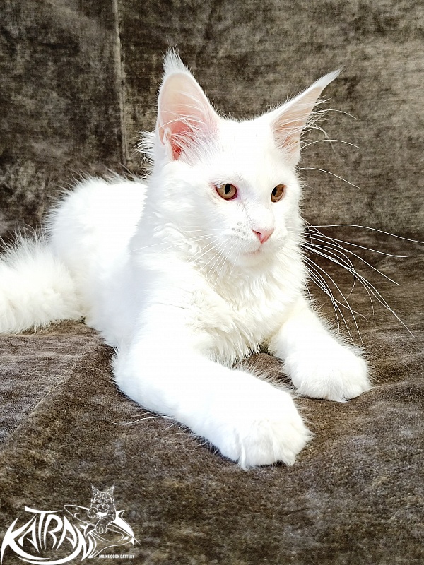 Katran Ivetta - Кошеня мейн-кун 4 місяця