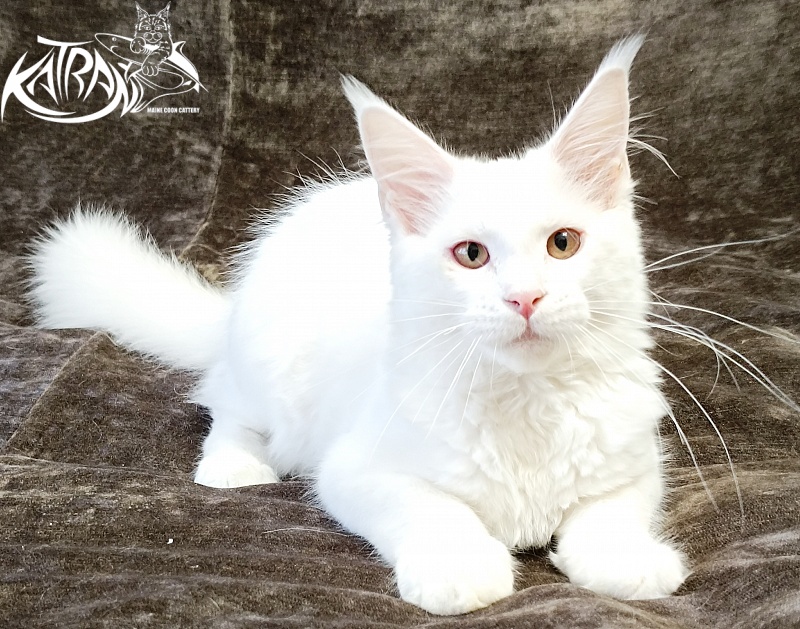 Katran Ivetta - Кошеня мейн-кун 4 місяця