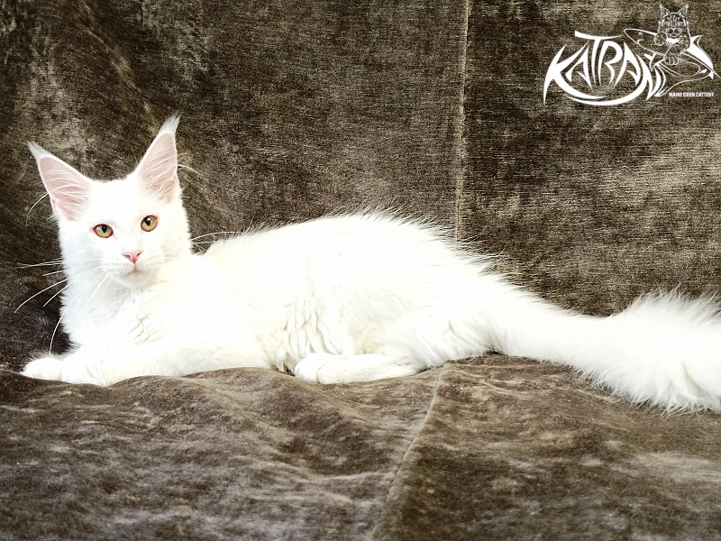 Katran Ivetta - Кошеня мейн-кун 4 місяця