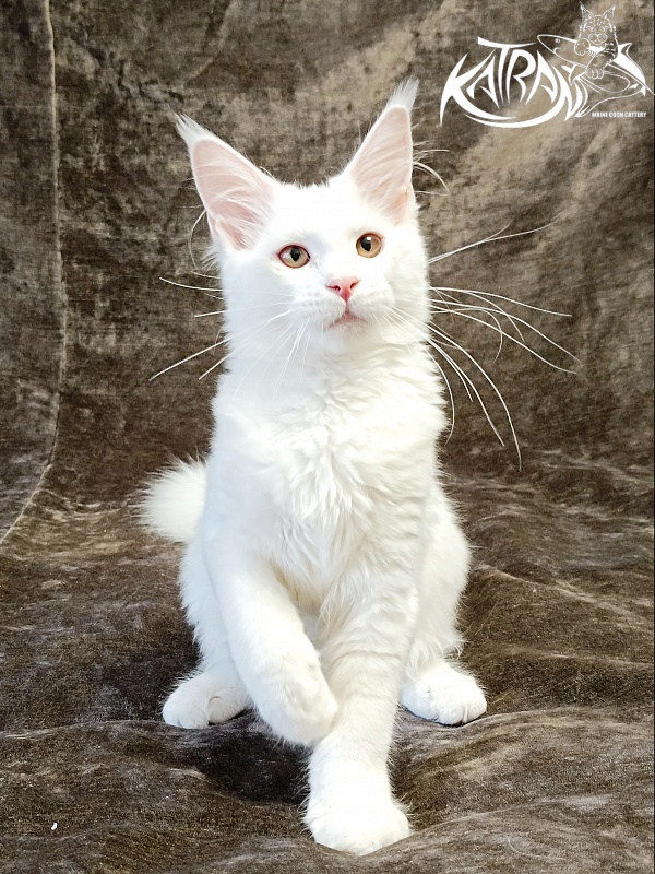 Katran Ivetta - Кошеня мейн-кун 4 місяця