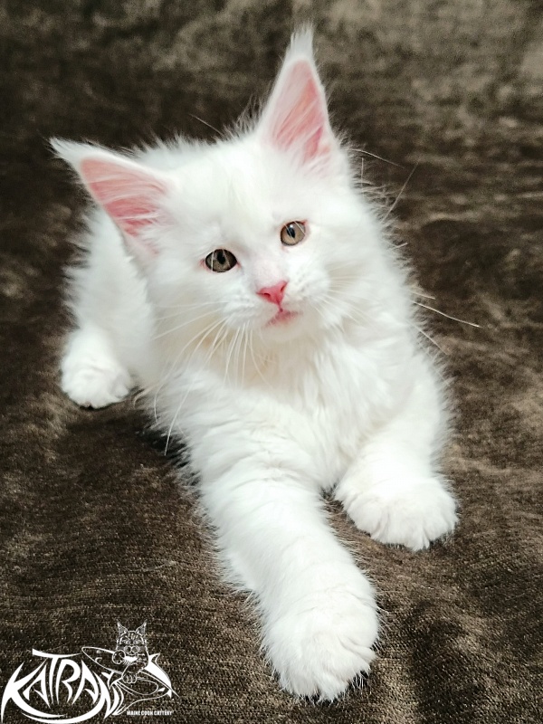 Katran Ivetta - Кошеня мейн-кун 2 місяця