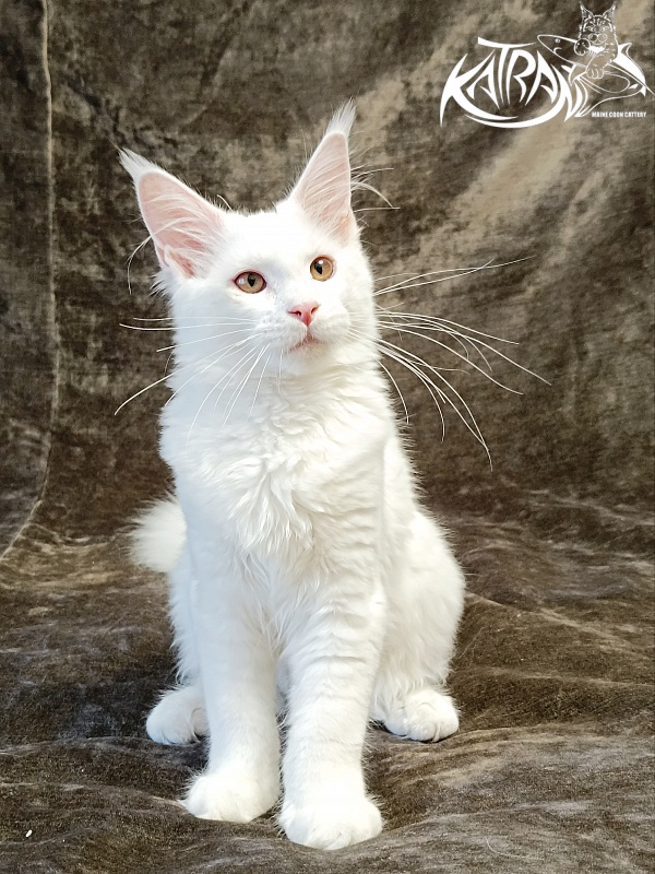 Katran Ivetta - Кошеня мейн-кун 4 місяця