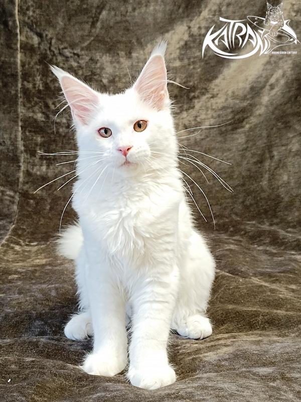 Katran Ivetta - Кошеня мейн-кун 4 місяця