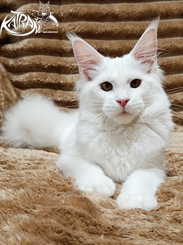 Katran Ivetta - Кошеня мейн-кун 5,5 місяців