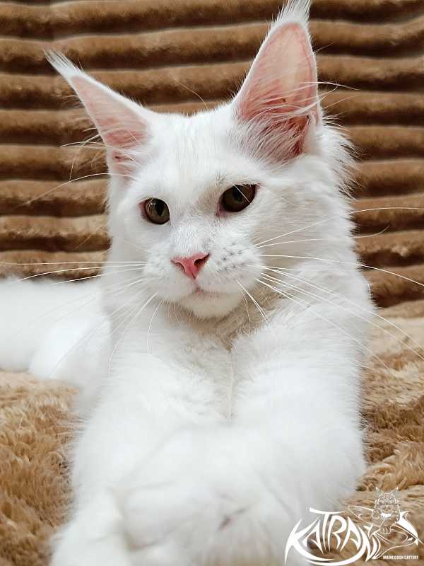 Katran Ivetta - Кошеня мейн-кун 5,5 місяців