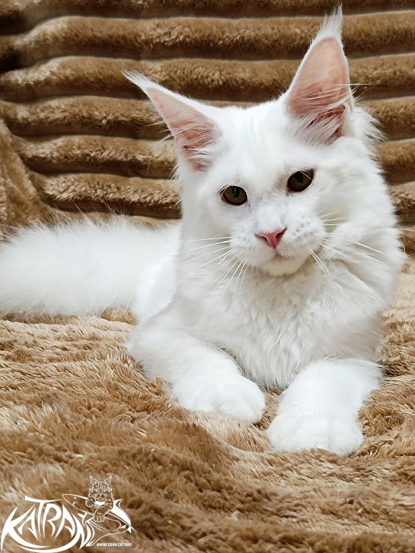 Katran Ivetta - Кошеня мейн-кун 5,5 місяців