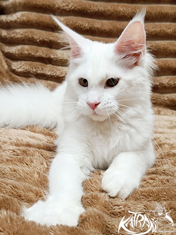 Katran Ivetta - Кошеня мейн-кун 5,5 місяців