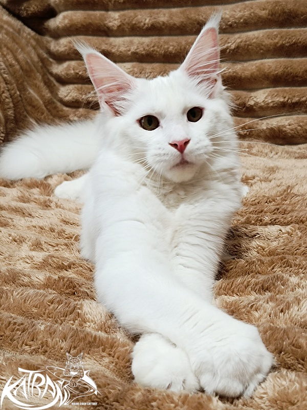 Katran Ivetta - Кошеня мейн-кун 5,5 місяців