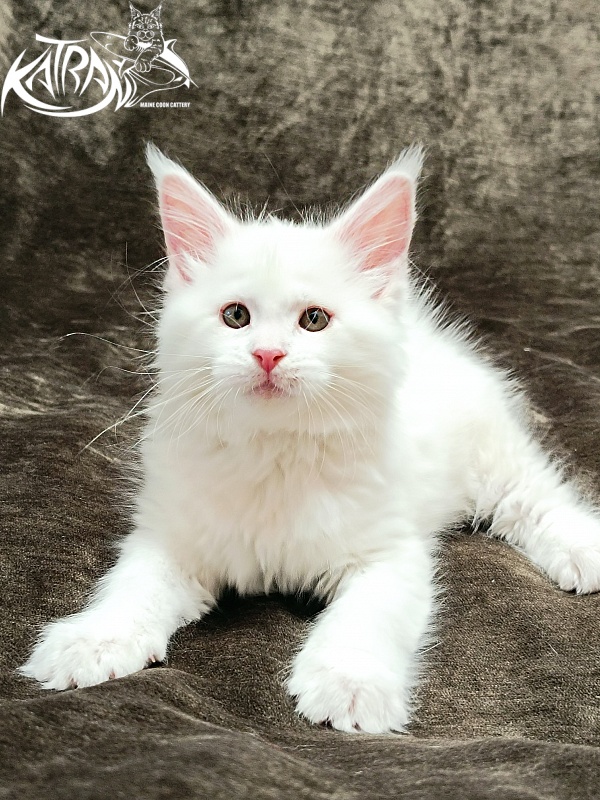 Katran Ivetta - Кошеня мейн-кун 2 місяця
